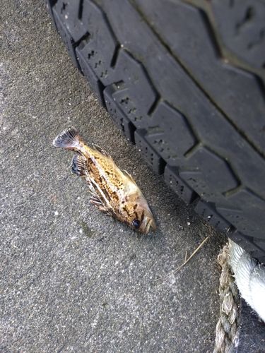 クロソイの釣果