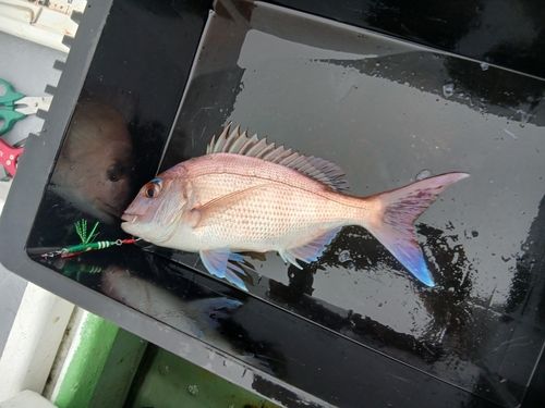 マダイの釣果