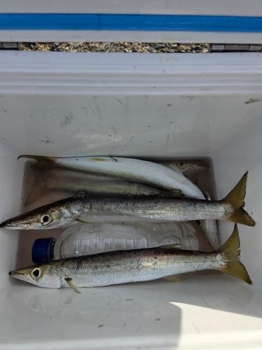 カマスの釣果