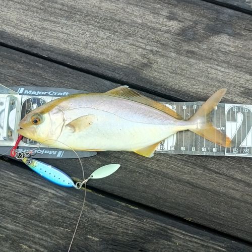 ショゴの釣果