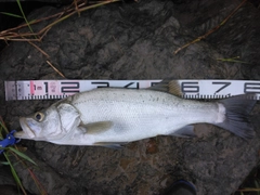 ヒラスズキの釣果