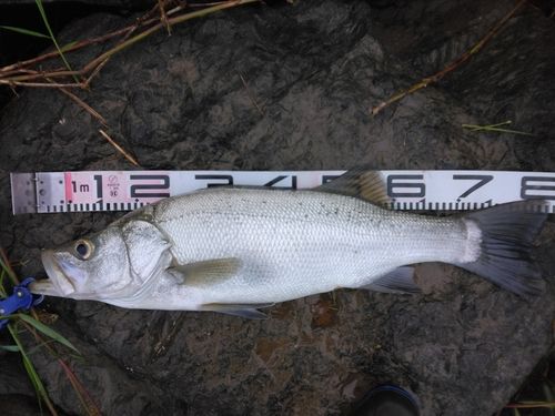 ヒラスズキの釣果