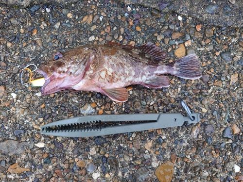 ガシラの釣果