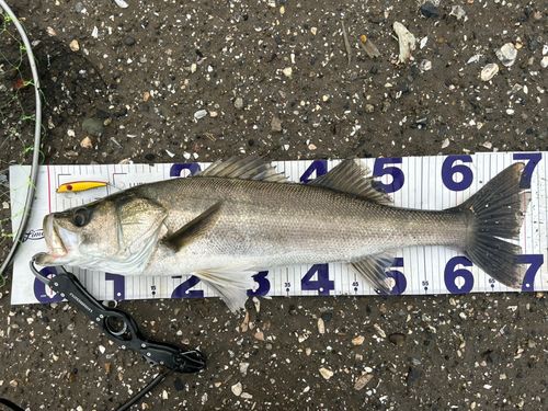 マルスズキの釣果