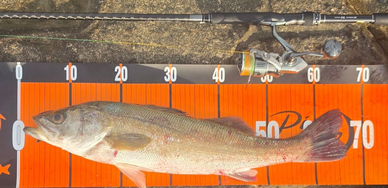 SHIMANO エクスセンスジェノス (磯マル・ヒラスズキモデル) 2019年