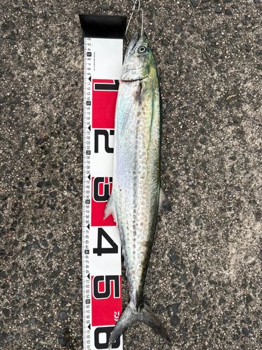 サゴシの釣果