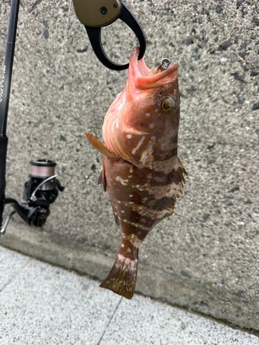 アコウの釣果