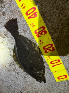 ヒラメの釣果