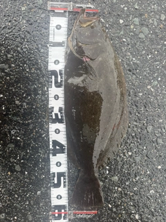 ヒラメの釣果