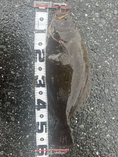 ヒラメの釣果