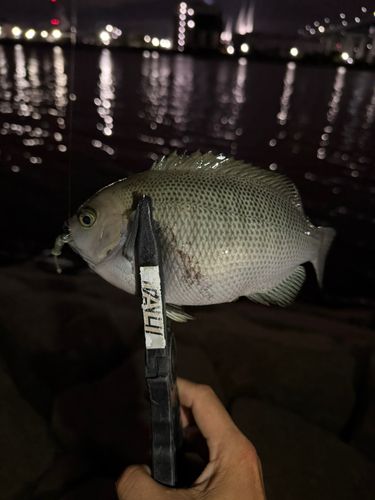グレの釣果