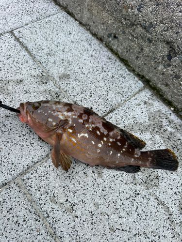アコウの釣果