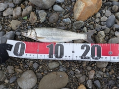 ウグイの釣果