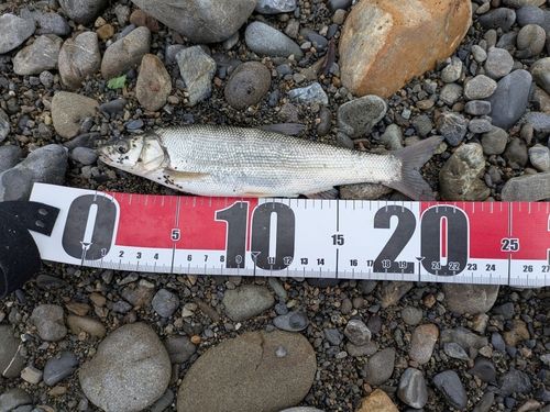 ウグイの釣果
