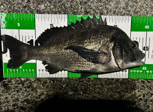 チヌの釣果