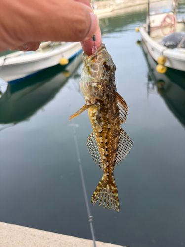 アナハゼの釣果