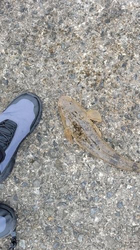 マゴチの釣果