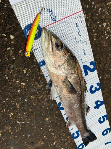 東京湾湾奥で釣れたシーバスの釣り・釣果情報 - アングラーズ | 釣果