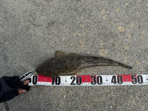 マゴチの釣果