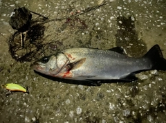 セイゴ（ヒラスズキ）の釣果
