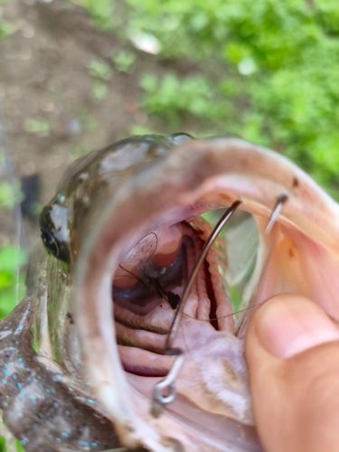 ラージマウスバスの釣果