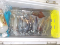 ケンサキイカの釣果