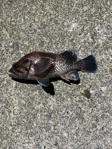 釣果