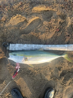 ブリの釣果