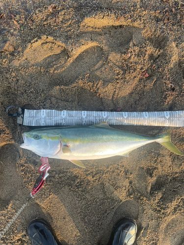 ブリの釣果