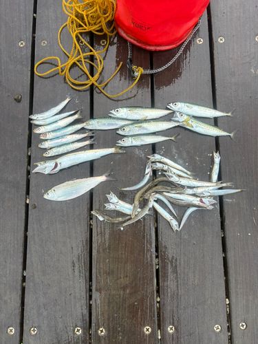 カマスの釣果
