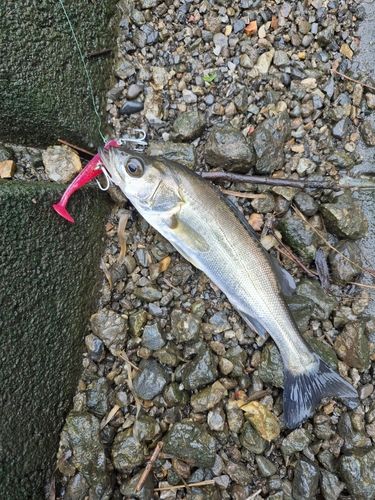 セイゴ（タイリクスズキ）の釣果