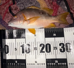 シブダイの釣果