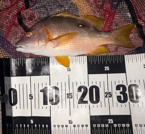 シブダイの釣果