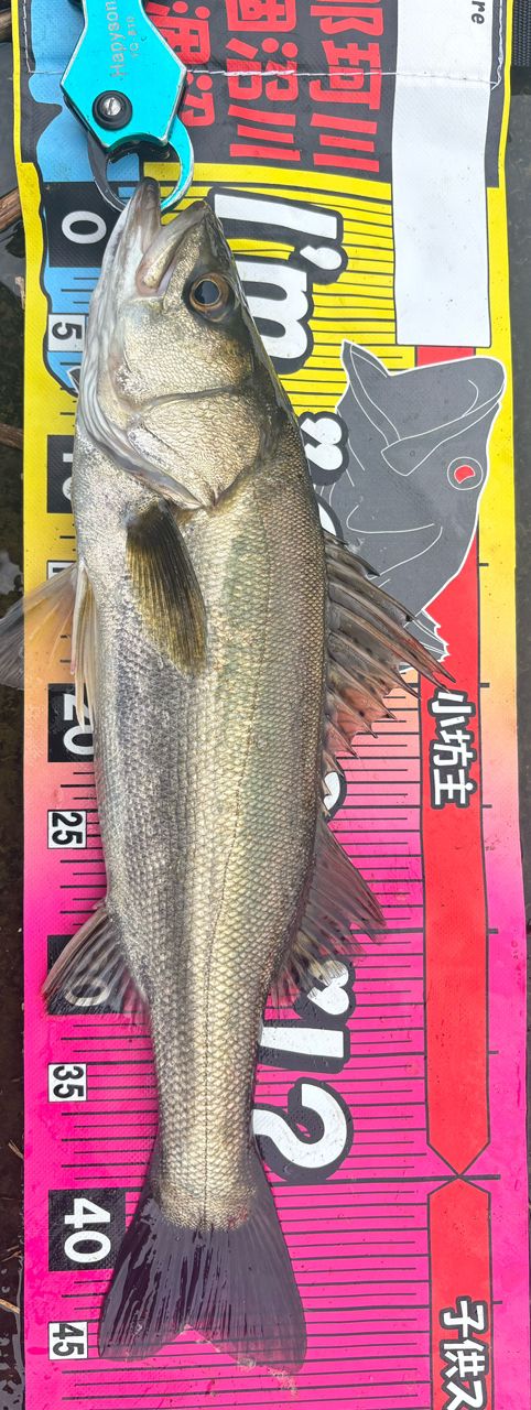 Megabass 空海 CK-96MSの最安値・インプレ・釣果 | 本音の口コミが