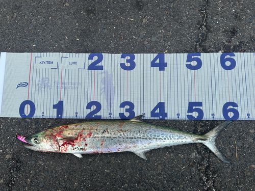 サワラの釣果