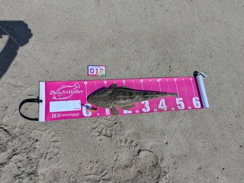 マゴチの釣果