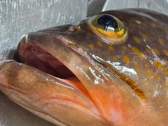 キジハタの釣果