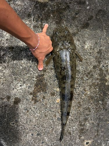 コチの釣果