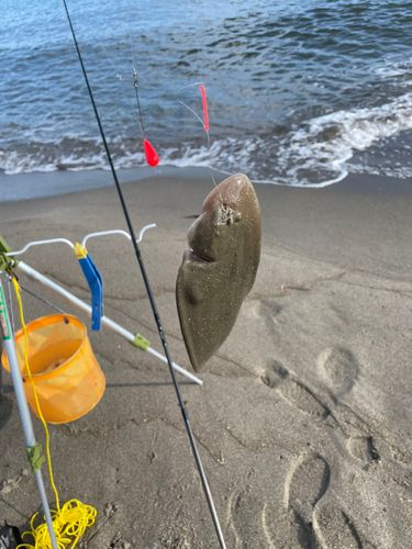 シタビラメの釣果