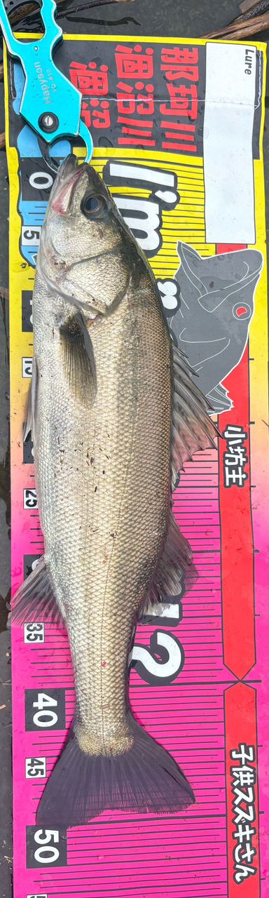 Megabass 空海 CK-96MSの最安値・インプレ・釣果 | 本音の口コミが