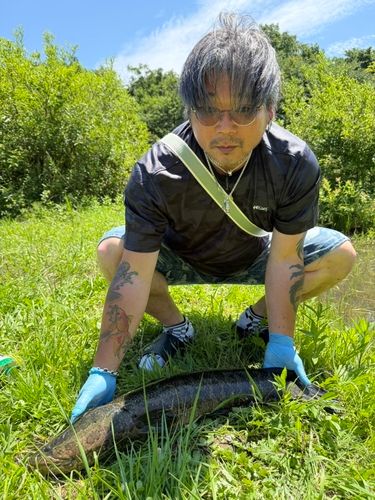 ライギョの釣果