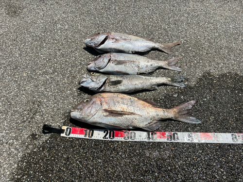 マダイの釣果