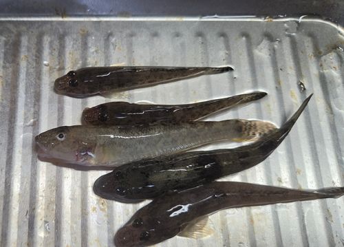ハゼの釣果