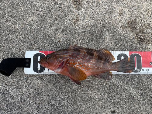 キジハタの釣果