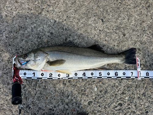 スズキの釣果