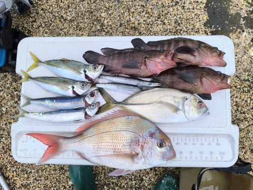 タイの釣果