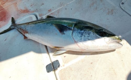 ブリの釣果