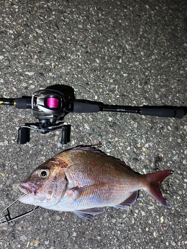 マダイの釣果