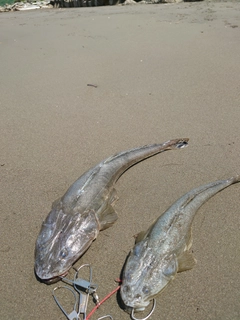 マゴチの釣果