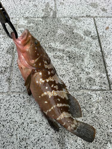 アコウの釣果